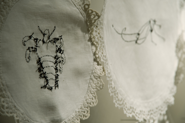 Insect Immigrants detail
