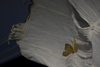 Inheritance Detail of Moth on Dress